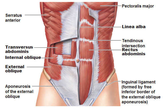 Meet Your Muscles Abdominal Muscles Anatomy Bodybuilding Wizard