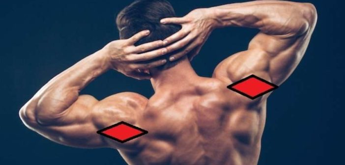 Posterior Deltoid: Functional Anatomy Guide • Bodybuilding Wizard