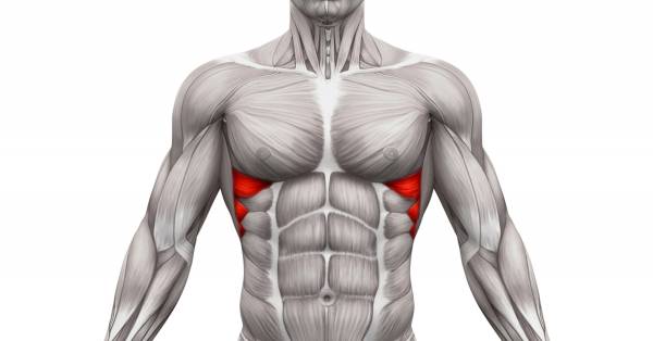 Serratus Anterior Muscle: Functional Anatomy Guide • Bodybuilding Wizard