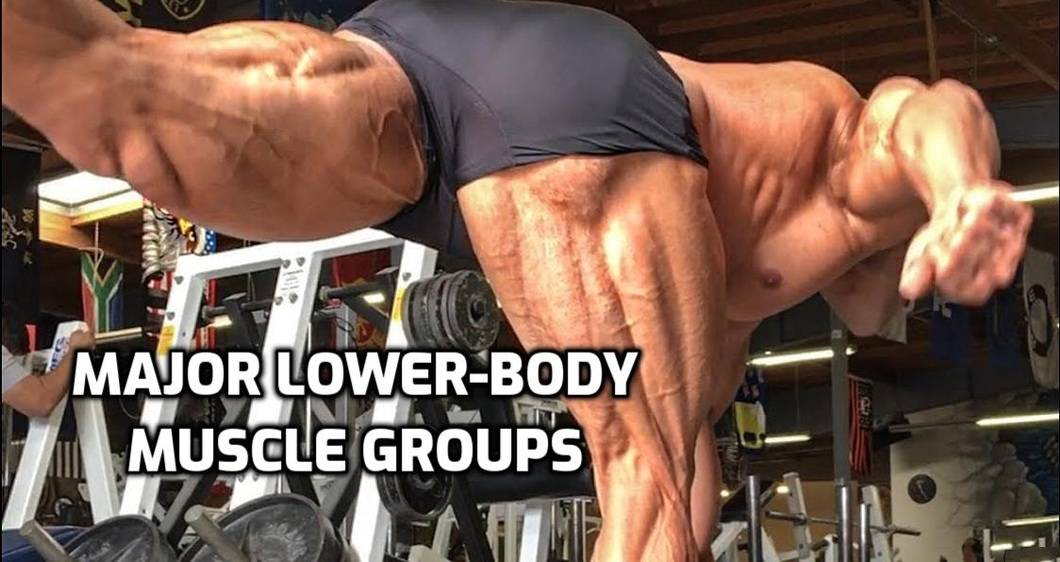 Lower-Body Anatomy for Weightlifters: Leg and Hip Muscles