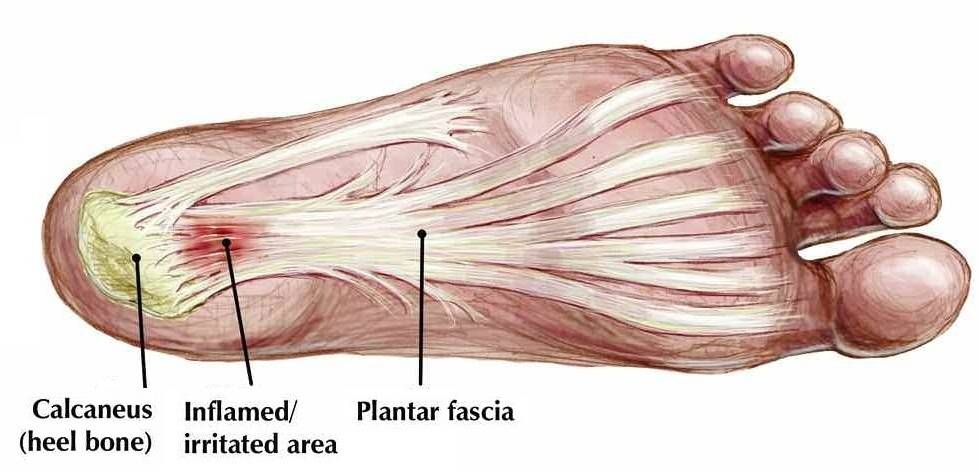 plantar-fascia-foot-anatomy-bodybuilding-wizard