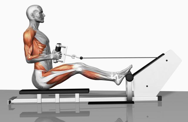 Seated Cable Row Exercise • Bodybuilding Wizard