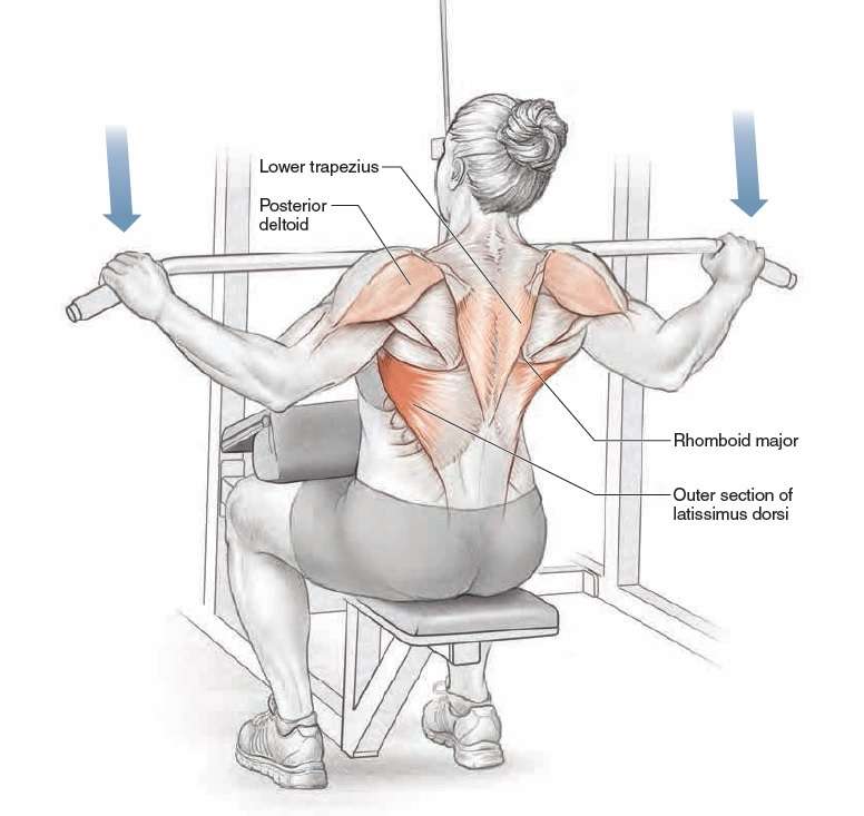 Lat pull down outlet muscle