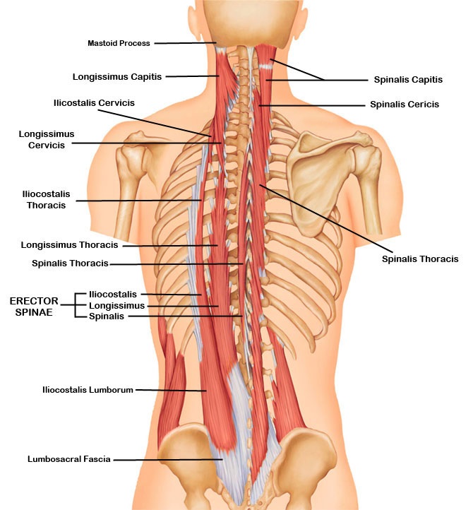 Deep Muscles Of The Back Erector Spinae Bodybuilding Wizard