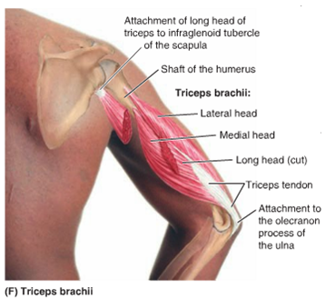 tricep muscles