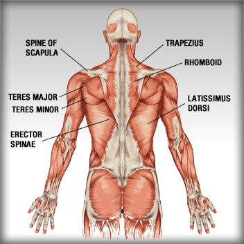 The Anatomy Of The Back Muscles Bodybuilding Wizard