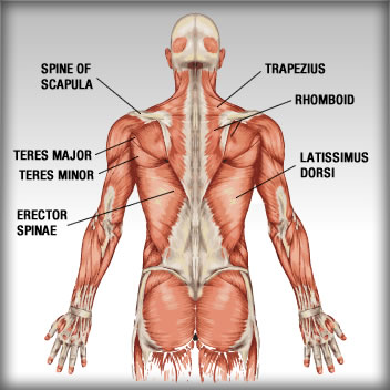 Back Shoulder Muscle Anatomy Anatomy Drawing Diagram