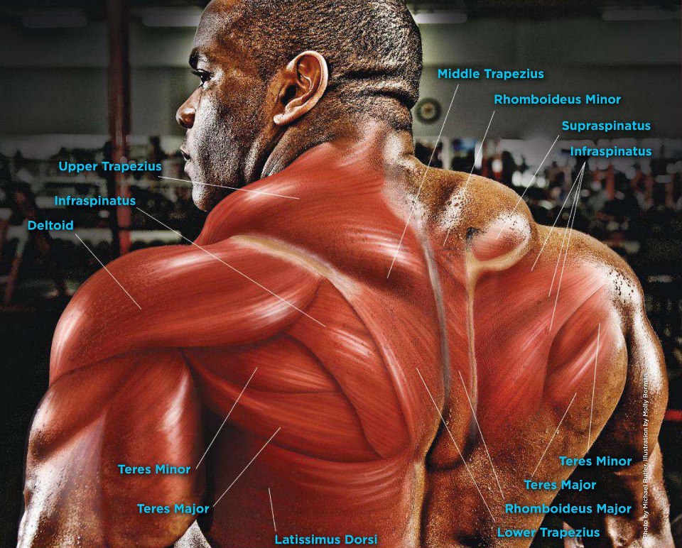 The Anatomy Of The Back Muscles • Bodybuilding Wizard