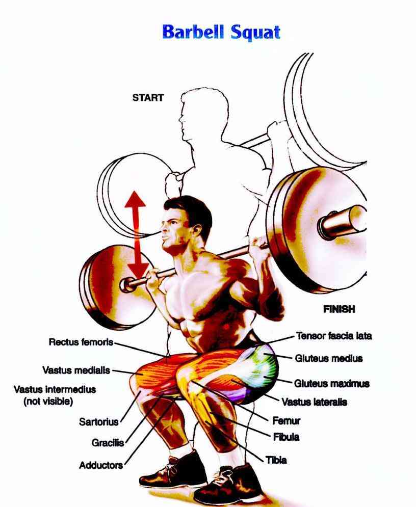 Barbell Squat Exercise - Proper Form & Technique • Bodybuilding Wizard