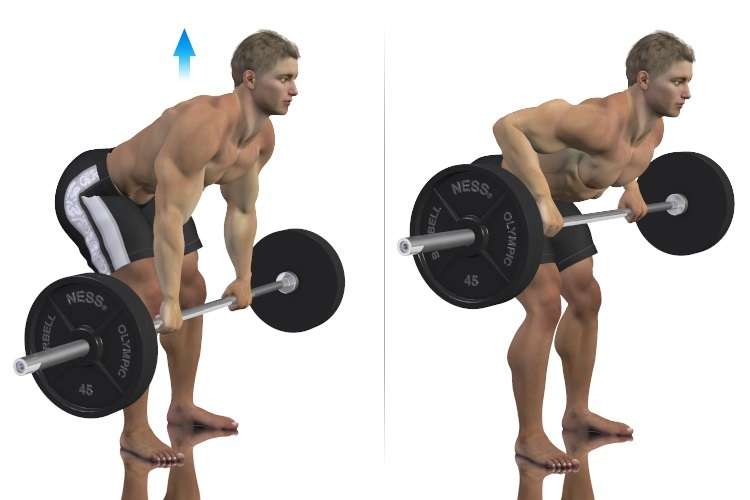 Bent Over Barbell Row Guide Bodybuilding Wizard