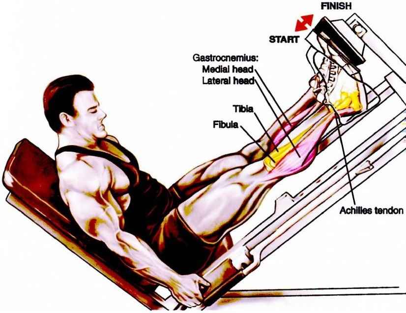 45 Degree Leg Press Calf Raise – DMoose