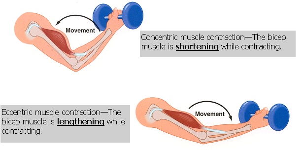 eccentric muscle contraction