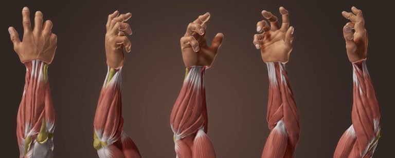 Forearm Muscles Anatomy