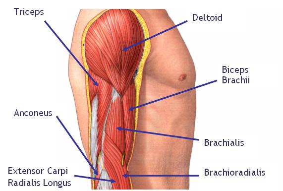 upper arm muscles diagram