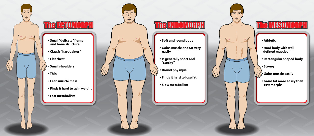 Which somatotype is characterised by broad shoulders, narrow waist, and  easy to gain muscle❓, muscle organ, shoulder, waist, somatotype