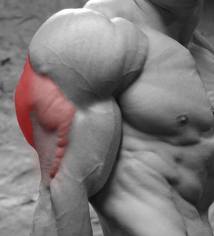 Triceps Brachii 101: A Complete Anatomy Guide to Your Three-headed Muscle •  Bodybuilding Wizard