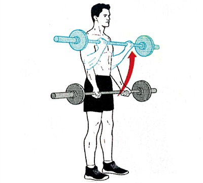 Barbell curl straight bar sale