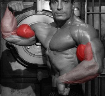 Barbell biceps curl - muscles involved