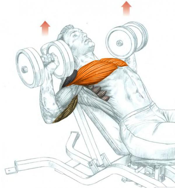 Incline dumbbell press on a stability ball exercise instructions and video