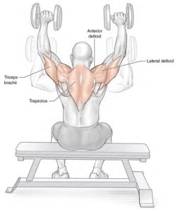 Seated Dumbbell Shoulder Press - Muscles Activation • Bodybuilding Wizard