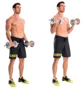 Standing dumbbell biceps curl - without supination, two arms • Bodybuilding  Wizard