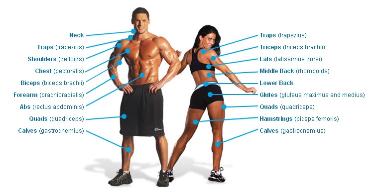 Bodybuilding Anatomy Exercise Chart