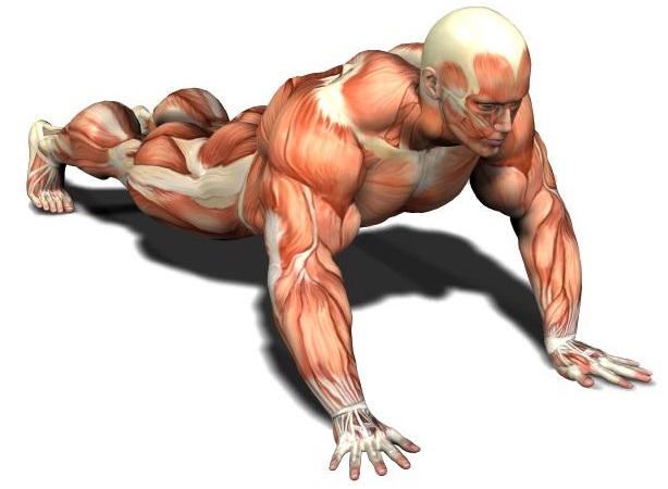 basic anatomy for bodybuilders