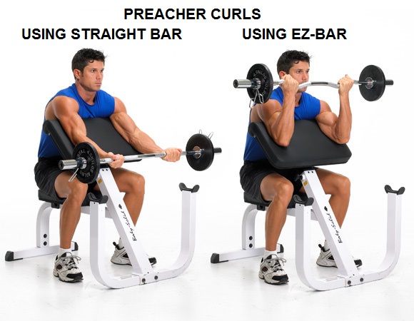 Z bar 2025 preacher curl