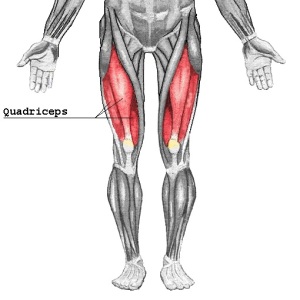 Quadriceps Femoris Anatomy • Bodybuilding Wizard