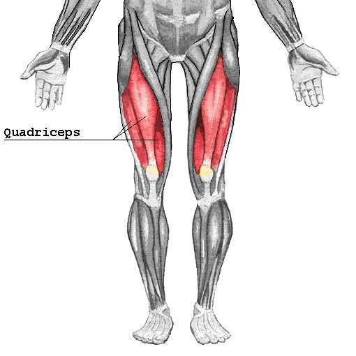 Quadriceps anatomy