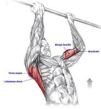 Triceps Brachii 101: A Complete Anatomy Guide to Your Three-headed