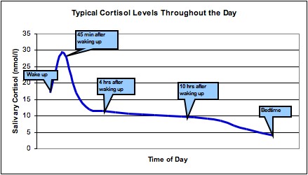 Typical Cortisol Levels Throughout The Day
