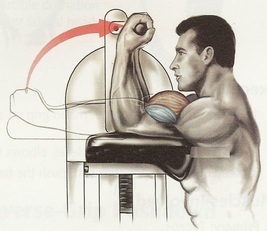 Flat-pad machine biceps curl