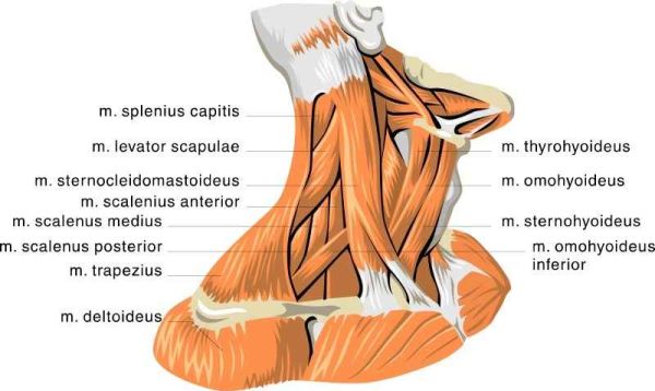 Muscles of the Neck • Bodybuilding Wizard