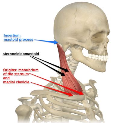 Neck Muscles Anatomy: Complete Guide to the Muscles of the Neck (2026)