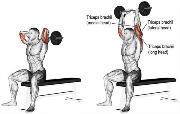 Seated E-Z Bar Overhead Triceps Extension • Bodybuilding Wizard