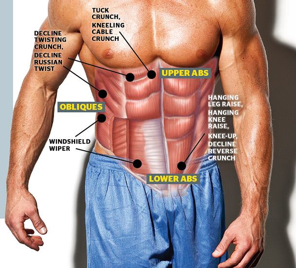 Meet Your Muscles: Abdominal Muscles Anatomy • Bodybuilding Wizard