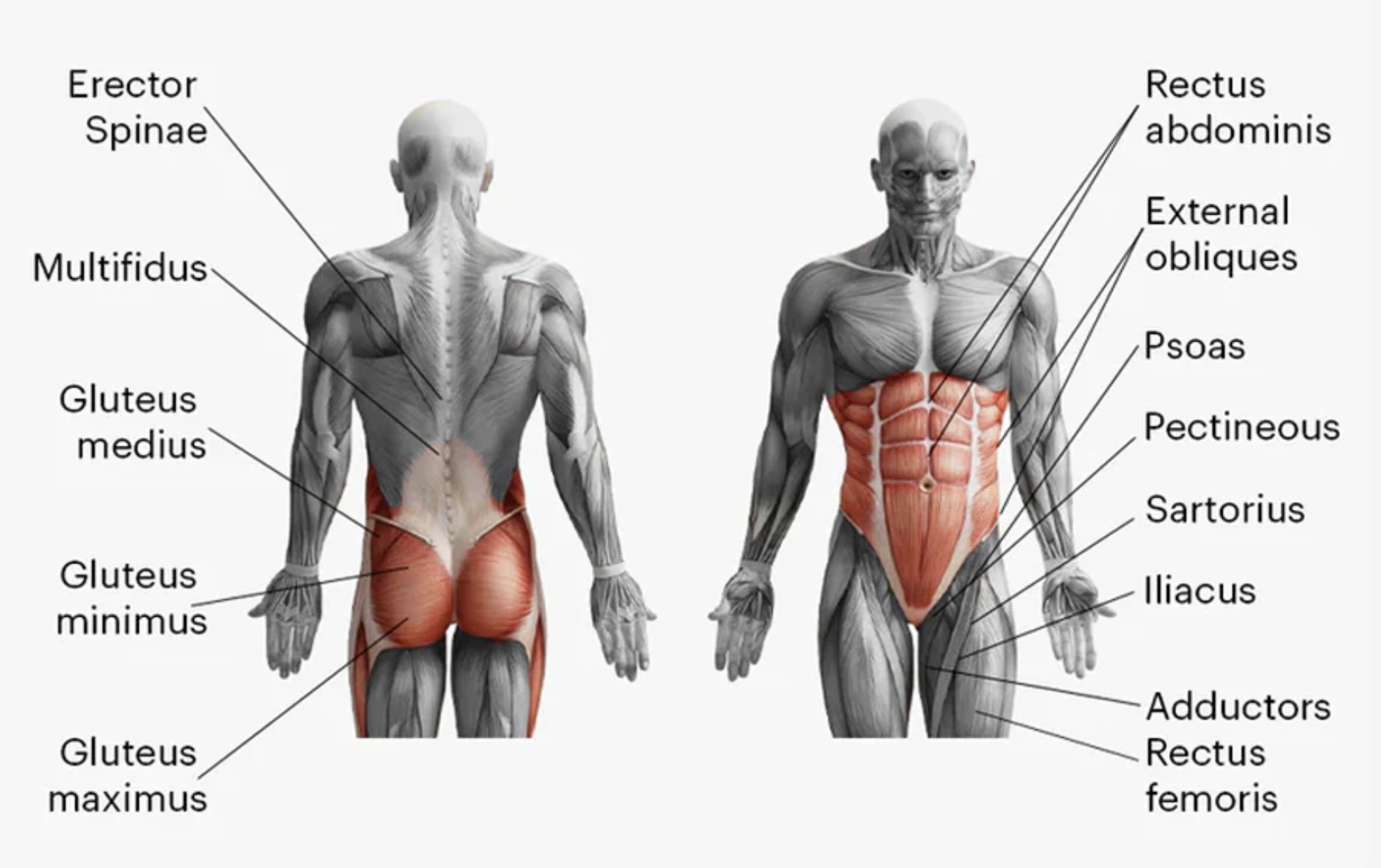 Core Muscles Chart Core Muscles: Anatomy, Functions & Best Exercises (Complete Guide)