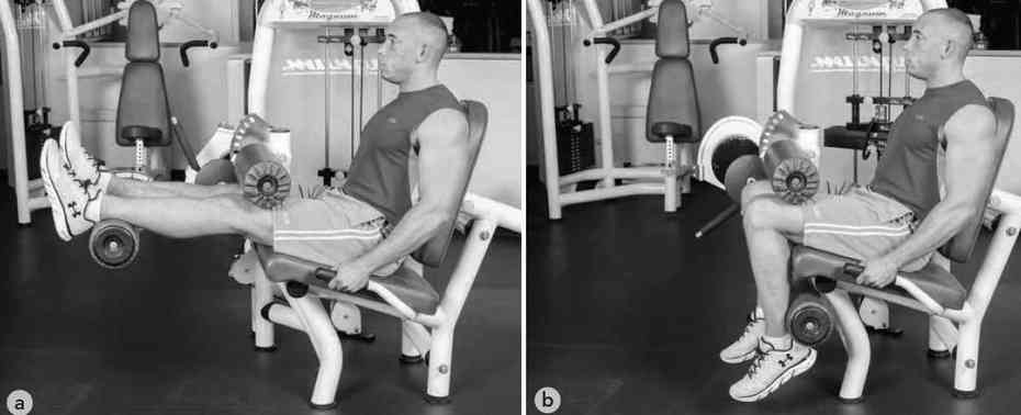 seated leg curl