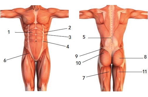 The Core Muscles