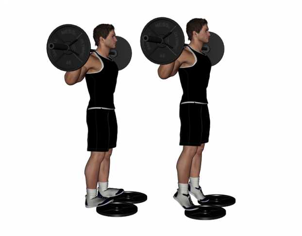 Image result for Standing Barbell Calf Raise anatomy