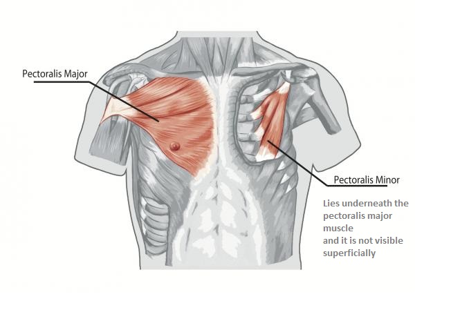Chest Muscles Anatomy