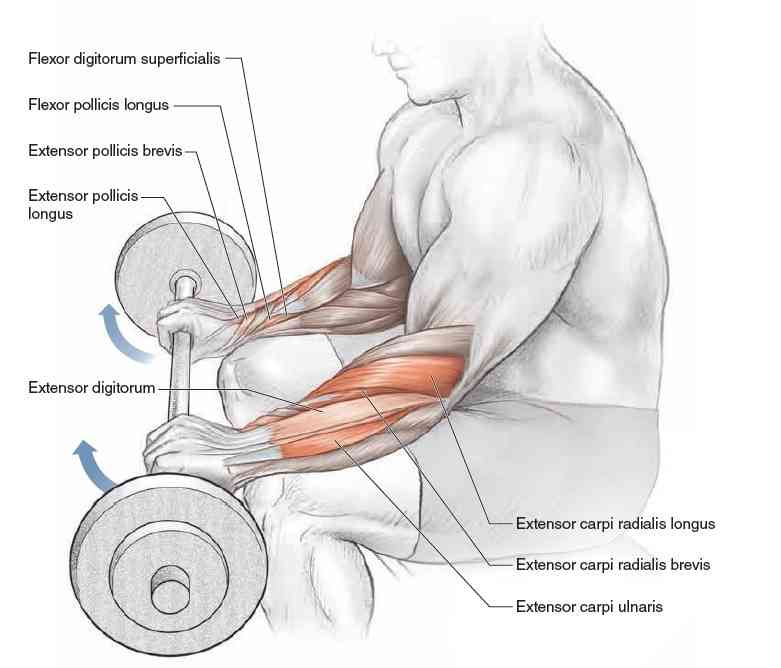 Reverse Barbell Wrist Curl Exercise