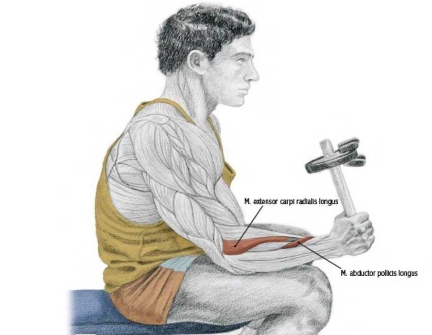 Neutral Dumbbell Wrist Curl or Radial Deviation