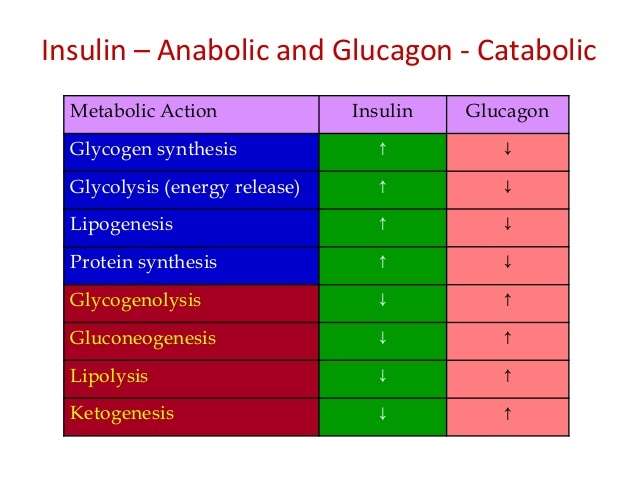 Glucagon Vs Insulin 