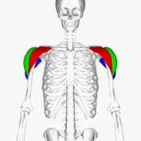 Lateral deltoid