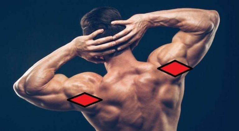 Posterior Deltoid: Functional Anatomy Guide • Bodybuilding Wizard
