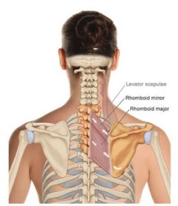 Origin and Insertion of the Rhomboids • Bodybuilding Wizard