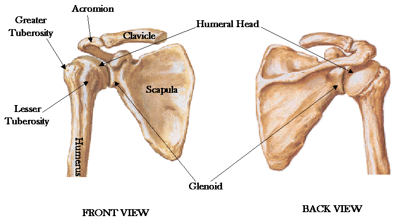 Bones & joints of the shoulder