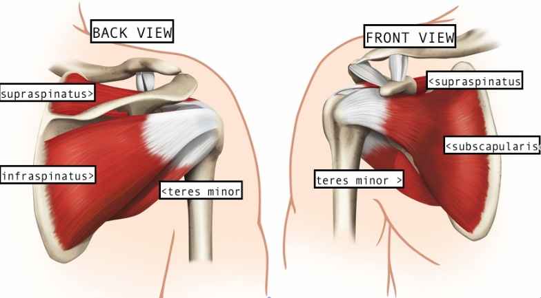 Muscles of the rotator cuff - front & back view